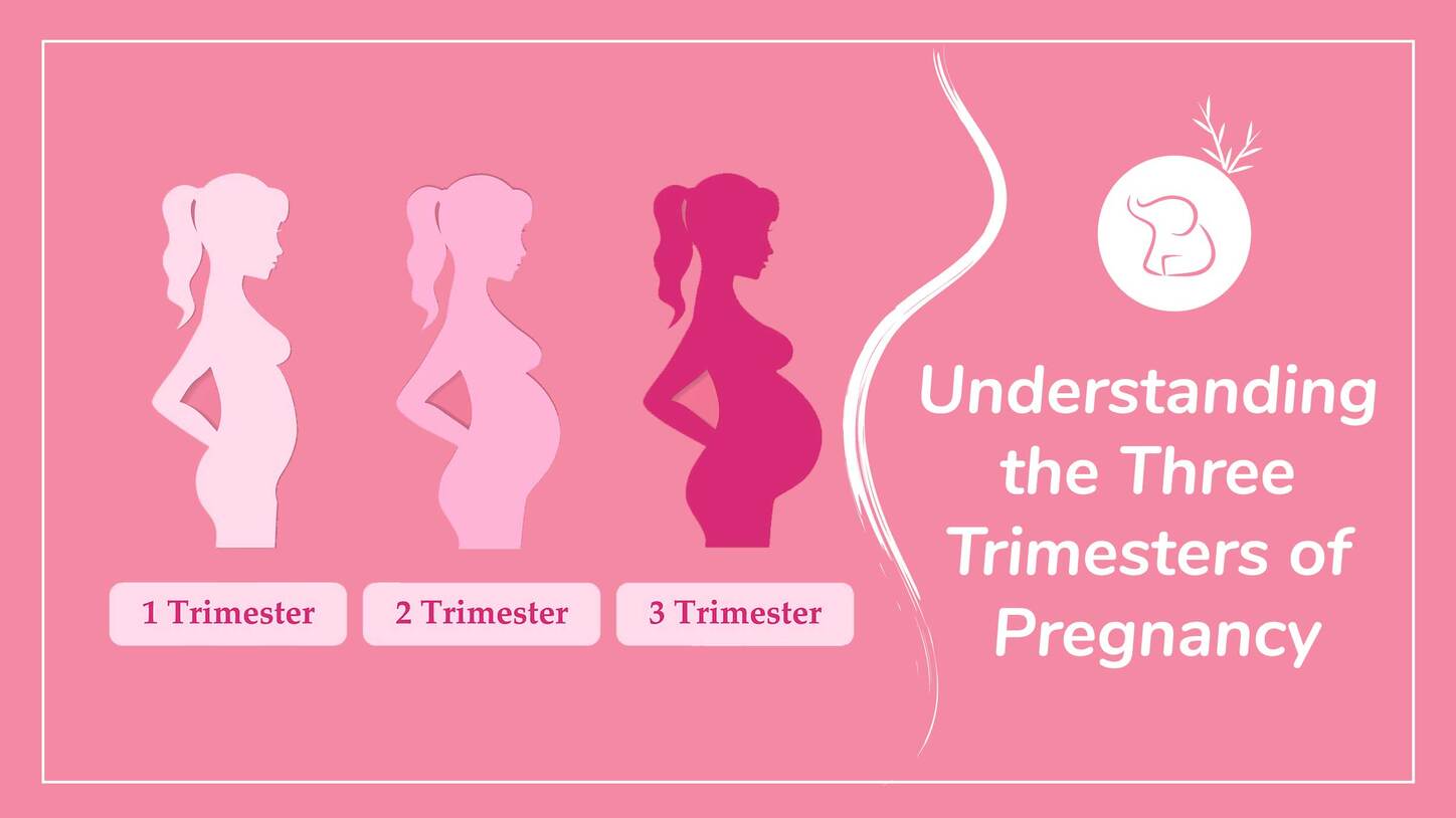 Understanding the Three Trimesters of Pregnancy